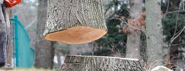 Best Tree and Shrub Care  in Latta, SC