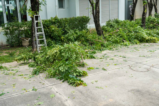 How Our Tree Care Process Works  in  Latta, SC