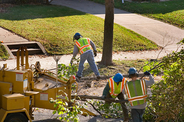 Best Palm Tree Trimming  in Latta, SC