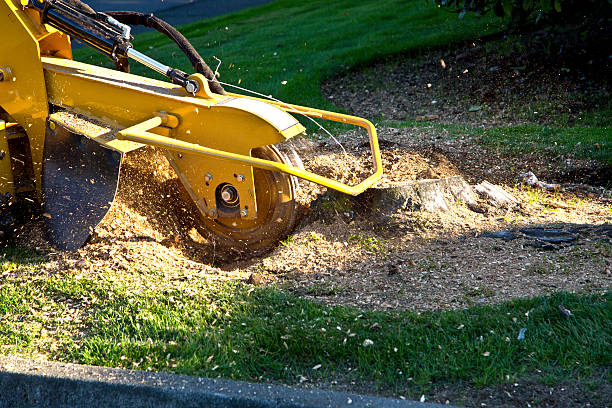 Best Arborist Consultation Services  in Latta, SC